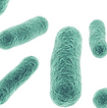 bacteria-generic-thumb.jpg