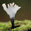 fungus-2 thumb.jpg