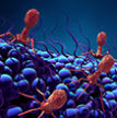 Bacteriophages thumb.jpg