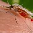 Mosquito-bites-More-than-just-an irritation-110x110px.jpg