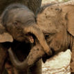 EEHV-Herpes-infection-often-fatal-to-baby elephants-110x110px.jpg