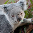 Koalas thumb.jpg
