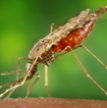 World-Malaria-Day-2015-110X110px-thumbnail.jpg