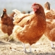 Avian viruses
