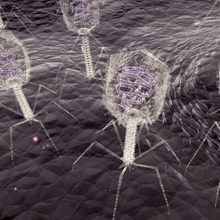 news-bacteriophages-collection.jpg