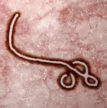 Ebola.jpg