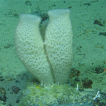 Sea sponges play a critical role in the ocean, and they are