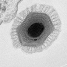 MT-Feb-18-virus-taxonomy.jpg