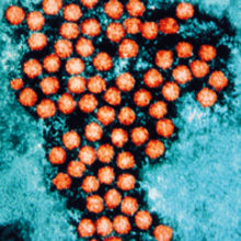 Are viruses dead or alive? (article)