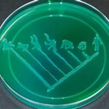 MT May 2016 schoolzone E. coli tree