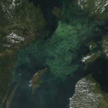 MT Nov 2014 algal bloom Baltic