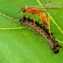 MT Feb 2015 parasitic wasps caterpillar