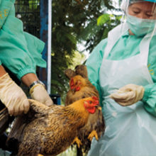 MT Nov 2015 policy avian flu