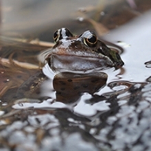 MT Nov 2016 amphibian common frog 1