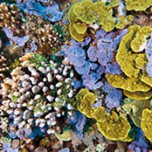 MT-May-17-beyond-the-gut-coral.jpg