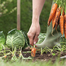 MT-Aug-17-nitrogen-cycle-carrots.jpg