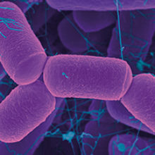 methanogenic archaea