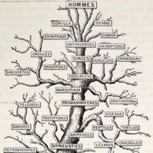 MT May 2016 tree of life human family tree