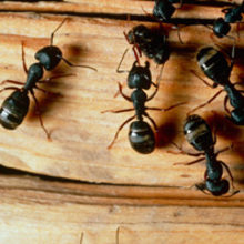 MT Feb 2015 ant brains fungus carpenter ants