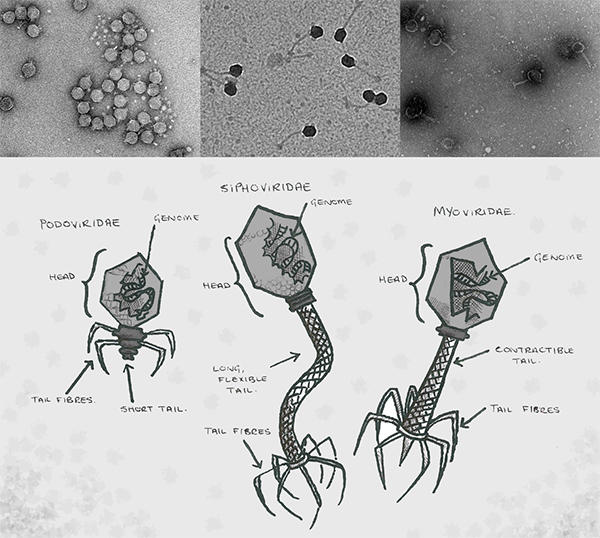 Phage Diagram Townsend.jpg