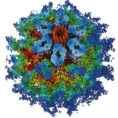 The calicivirus VP2 portal structure. 