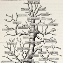 What are the 3 domains of life and their characteristics? Three Domain  Classification by Carl Woese