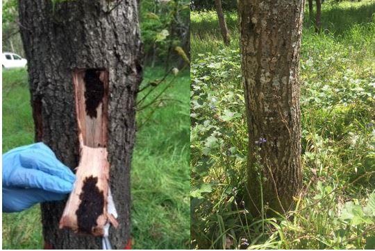 Acute oak decline in the field