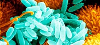 novel-antimicrobial-strategies-thumbnail (1).jpg 1