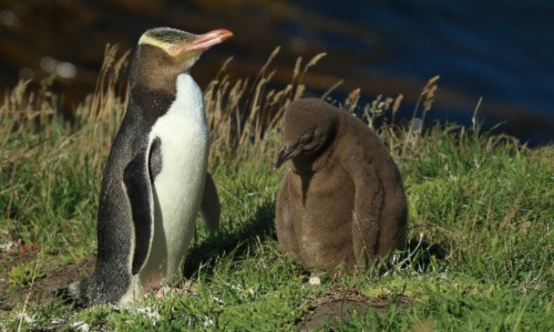 Yellow Eyed Penguins.jpg