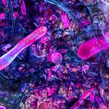 Spherical bacteria and rod-shaped bacteria inside biofilm, illustration. A biofilm is a colony of bacteria that forms a coating on a surface.