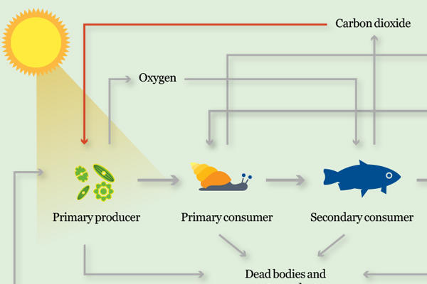 human food chain cycle