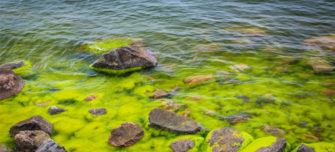 Cyanobacteria-case-study-thumbnail.jpg 1
