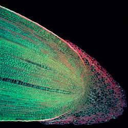 MT Nov 2013 Maize-tip