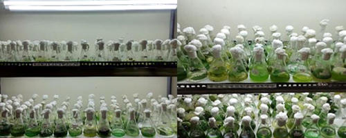 Cyanobacteria-specific culture collection established and maintained by the Microbiology and Soil Ecosystems Research Project at NIFS, Sri Lanka