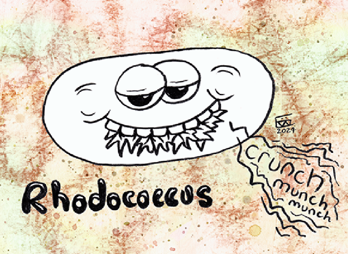 Rhodococcus.png