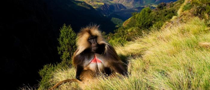 gelada-baboon-sitting-on-top-of-the-cliff-in-semiens-picture-id452677867.jpg