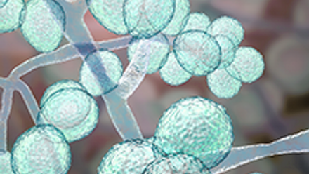 Candida 2023 220x260.png