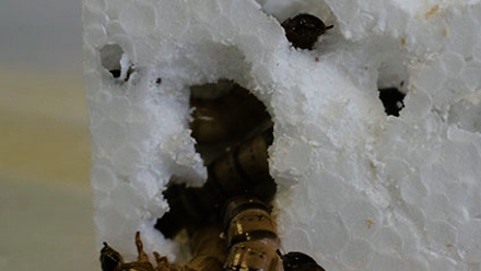 Superworms--The-University-of-Queensland,-Australia.jpg