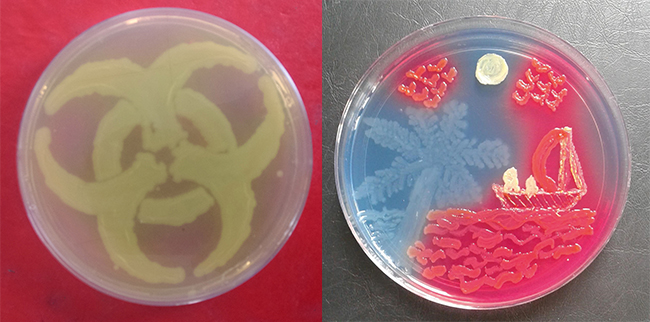 MT Nov 16 agar art 1st-3rd