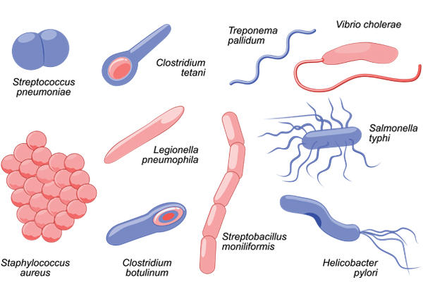 Bacterial shapes