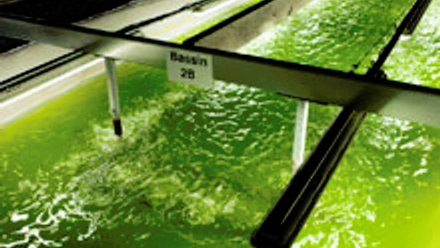 MT Nov 2013 Biofuel production