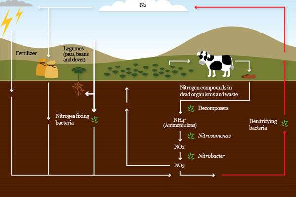 Denitrification