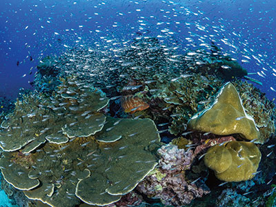 Coral landscape with fish swimming around it
