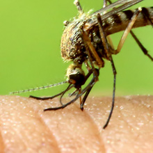 Focused Meeting 2015: International Meeting on Arboviruses and their ...