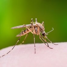 mosquito-bite-picture-id613329206.jpg