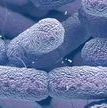 cell-cell-bacteria-2022.jpg