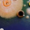 Microevo banner.jpg