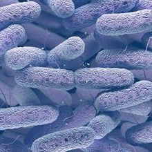 Cell-cell-bacteria-thumbnail.jpg