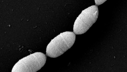 M. intestini Medical University of Graz (1).jpg