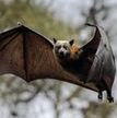 Bats filovirus